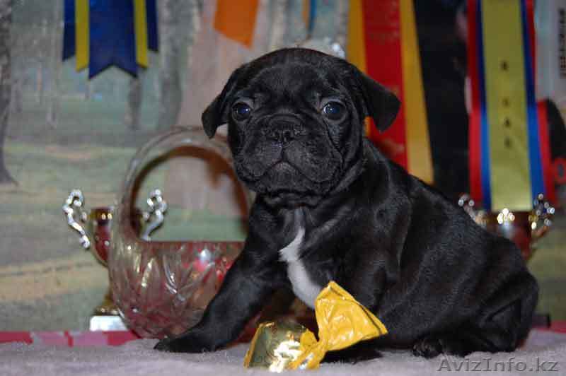 Щенок французика !!! - Изображение #1, Объявление #91479