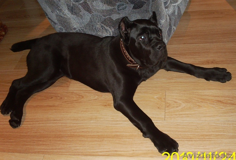 Продам щенка Кане корсо - Изображение #1, Объявление #119161