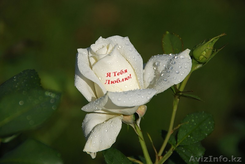 +7-705-241-31-79 Алексей Александрович - Изображение #1, Объявление #133189