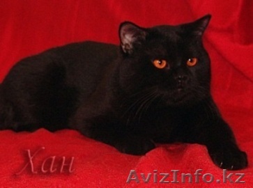 Кошечки для моего кота - Изображение #1, Объявление #156401