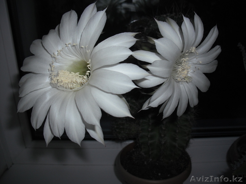 орифлейм казахстан - Изображение #1, Объявление #199690