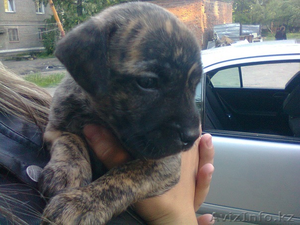 Продам Щенка породы Питбуль - Изображение #1, Объявление #303286