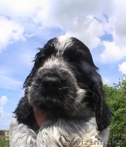 Щенки английского кокер спаниеля - Изображение #1, Объявление #359256