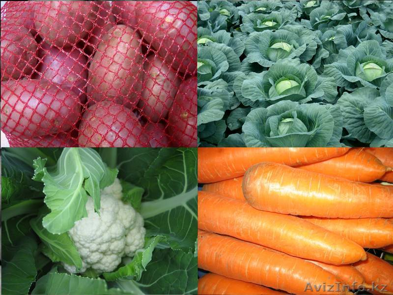 Продам картофель продовольственный - Изображение #1, Объявление #521642