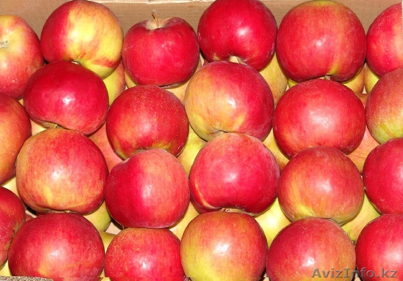 Отличные польские яблоки оптом в Петропавловске - Изображение #1, Объявление #540159