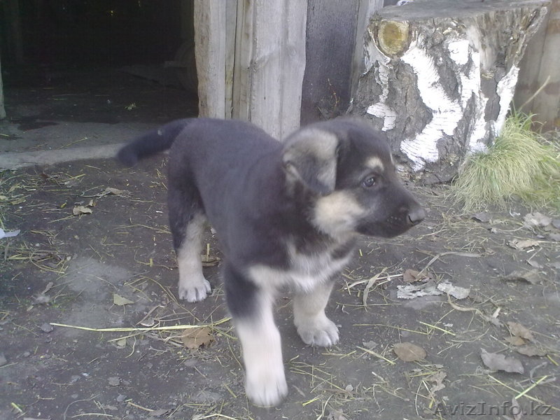 Немецкая овчарка. Щенки. - Изображение #1, Объявление #583310
