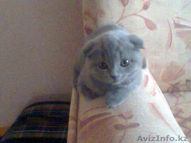 продам котенка ШОТЛАНДСКОЙ ВИСЛОУХОЙ - Изображение #1, Объявление #629330