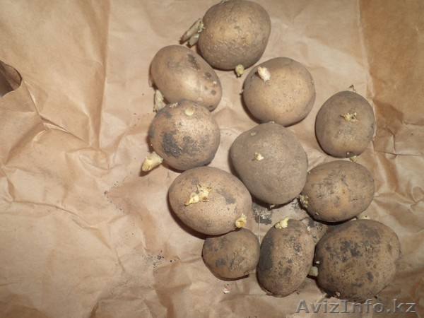 картофель семенной - Изображение #1, Объявление #857699