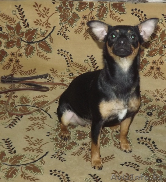 продам собаку породы карликовый пинчер. возраст 8 мес. девочка. привита. есть па - Изображение #1, Объявление #886093