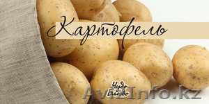 Картофель в большом количестве звонить по телефону 8-777-655-86-20  - Изображение #1, Объявление #957317