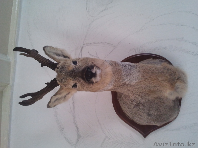 чучело косули   в хорошем состоянии - Изображение #1, Объявление #1026974