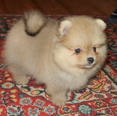 Очаровательные щенки шпица - Изображение #1, Объявление #1192156