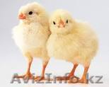 БРОЙЛЕРЫ, ГУСИ, УТКИ от Российского производителя- привитые - Изображение #1, Объявление #1218318