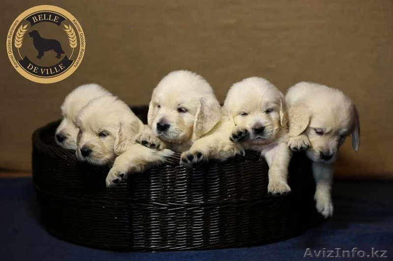 Предлагаю щенков золотистого ретривера - Изображение #1, Объявление #1318270