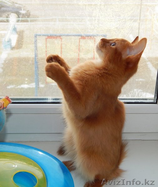 сомалийская кошечка - рыжая лисичка - Изображение #1, Объявление #1409988