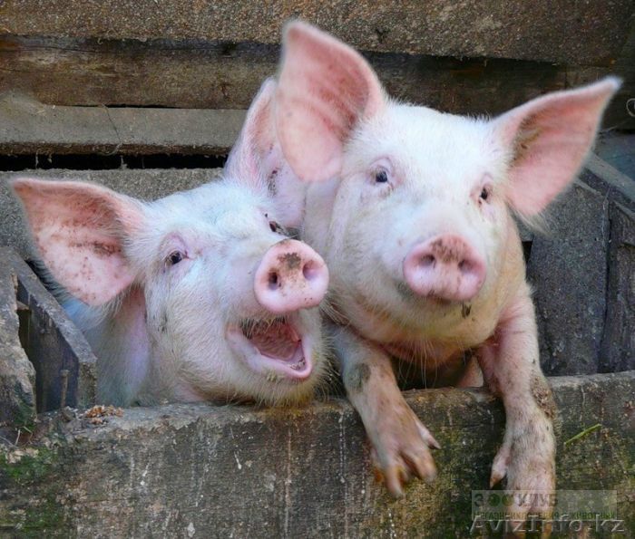 Срочно куплю молодых поросят в возрасте 5-7 месяцев живым весом. - Изображение #1, Объявление #1472793