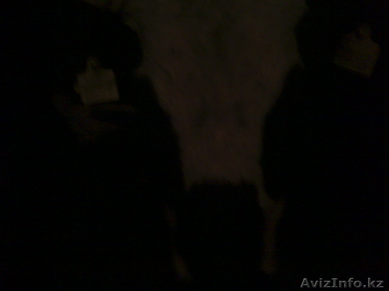 продам срочно карову - Изображение #1, Объявление #1522484