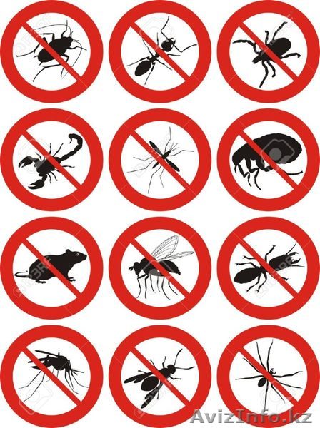  Дезинcекция и дератизация Петропавлоск - Изображение #1, Объявление #1561291