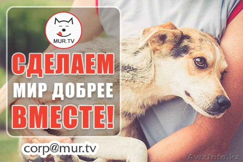 Питомцам помощь - Изображение #1, Объявление #1615622