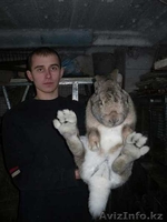 Кролики великаны Фландр Бельгийский великан - Изображение #2, Объявление #17810