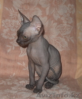 котята канадского сфинкса - Изображение #1, Объявление #21656