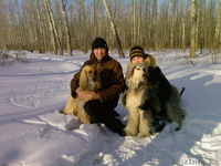 Щенков породы "Афганская борзая" - Изображение #3, Объявление #57125