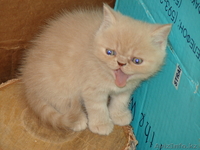 Котята-Котята-Котята))) - Изображение #3, Объявление #58412