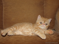 Котята-Котята-Котята))) - Изображение #1, Объявление #58412