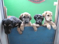 Щенков породы "Афганская борзая" - Изображение #2, Объявление #57125