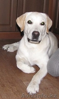 Продам лабрадора. - Изображение #2, Объявление #180243