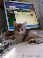 Сомалийские котята - Изображение #1, Объявление #154096