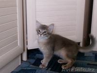 Сомалийские котята - Изображение #2, Объявление #154096