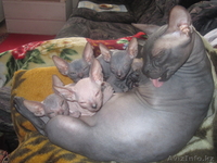 Продам котят Донский сфинкс,родители с родословными. - Изображение #2, Объявление #242308