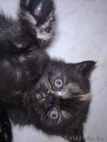 Продам котят.Порода экзоты - Изображение #3, Объявление #264971