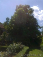 Старинный особняк в Сремских Карловцах.   Национальный  парк Фрушка гора, Сербия - Изображение #7, Объявление #264142