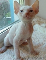 голубоглазые котята доского сфинкса - Изображение #1, Объявление #304900