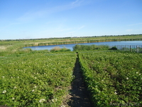 Продам дом не далеко от города. - Изображение #4, Объявление #314728