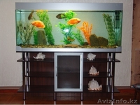 Изготовление аквариумов и живых уголков под заказ - Изображение #4, Объявление #343080
