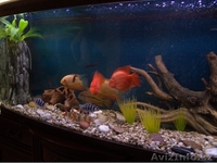 Изготовление аквариумов и живых уголков под заказ - Изображение #3, Объявление #343080