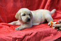 Щенки лабрадора в Кургане - Изображение #3, Объявление #340449