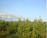 Новогодняя елочка (сосна) - Изображение #3, Объявление #386697