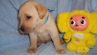 Элитные щенки лабрадора из Омска - Изображение #9, Объявление #376672
