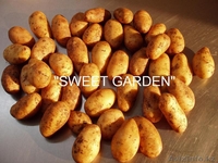 Картофель из Польши - очень большой опт !!! - Изображение #1, Объявление #377325