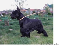 Продам  двух щенков с родословной - Изображение #2, Объявление #419116