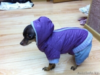 Сучка Той терьер - Изображение #2, Объявление #458384