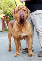 ПРЕДЛОГАЕМ ЩЕНКОВ БОРДОСКОГО ДОГА - Изображение #1, Объявление #642923