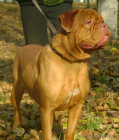 ПРЕДЛОГАЕМ ЩЕНКОВ БОРДОСКОГО ДОГА - Изображение #2, Объявление #642923