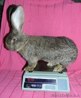 Бельгийский великан - Изображение #2, Объявление #611997