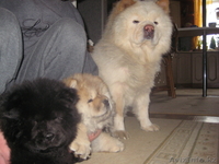 Продам щенков Чау-Чау, 3 месяца, окрас черный и палевый. - Изображение #1, Объявление #615240