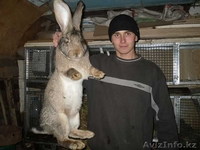 Бельгийский великан - Изображение #1, Объявление #611997